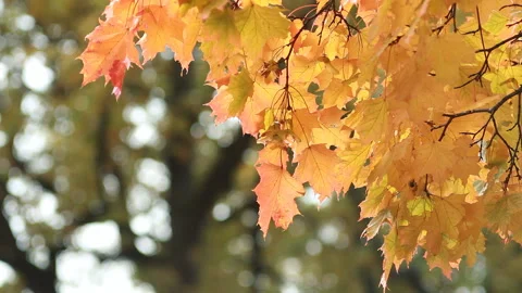 Maple in the autumn forest in the rays of the setting sun. Stock Footage 89213481