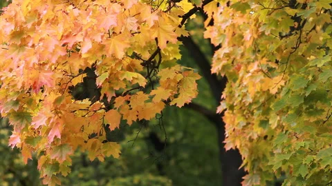 Maple in the autumn forest in the rays of the setting sun. Stock Footage 89213578