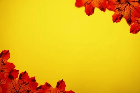 Maple autumn leaf border over on yellow background Stock Photos