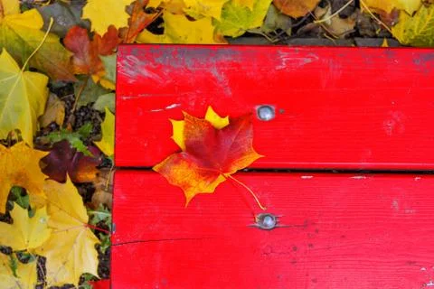 Maple autumn leaf fallen on red boards with fixing screws of autumn park benc Stock Photos
