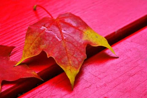 Maple autumn leaf fallen on red boards of autumn park bench Stock Photos