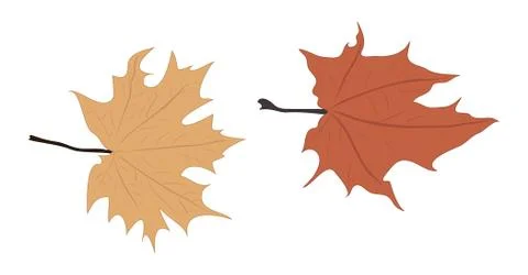 Maple autumn leaf Stock Illustration