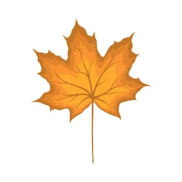 Maple Autumn Leaf Stock Illustration
