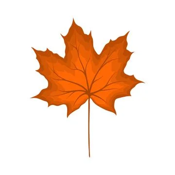 Maple Autumn Leaf Stock Illustration