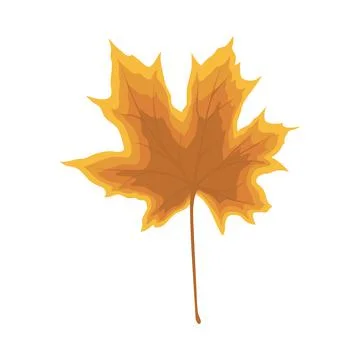 Maple Autumn Leaf Stock Illustration