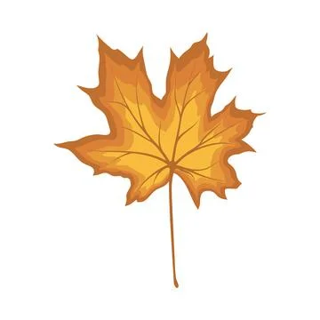 Maple Autumn Leaf Stock Illustration