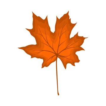Maple Autumn Leaf Stock Illustration