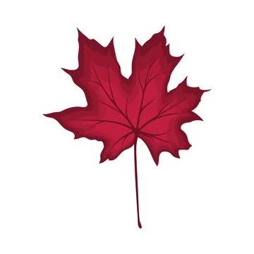 Maple Autumn Leaf Stock Illustration