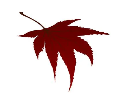 Maple Autumn Leaf Stockillustratie