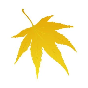 Maple Autumn Leaf イラスト素材