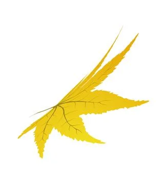 Maple Autumn Leaf イラスト素材