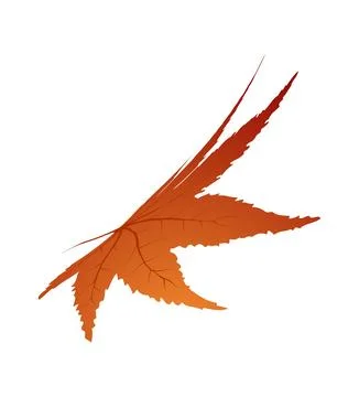 Maple Autumn Leaf Stockillustratie
