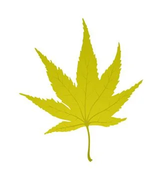 Maple Autumn Leaf 스톡 일러스트