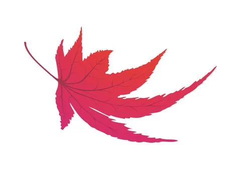 Maple Autumn Leaf Stock Illustration