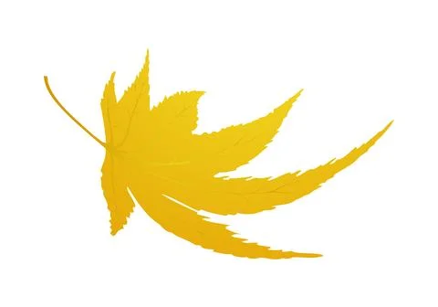 Maple Autumn Leaf イラスト素材
