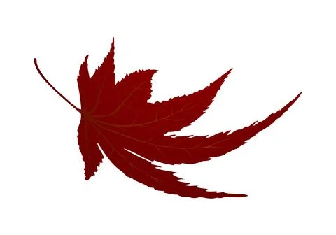 Maple Autumn Leaf イラスト素材
