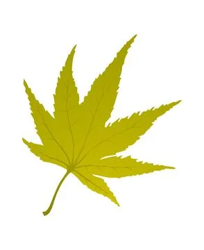 Maple Autumn Leaf Stockillustratie
