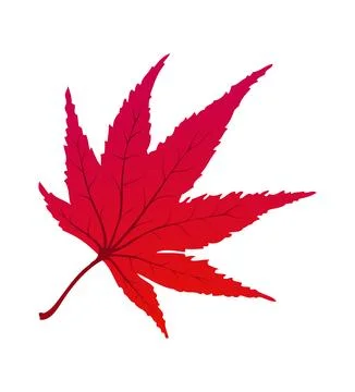 Maple Autumn Leaf Stock Illustration