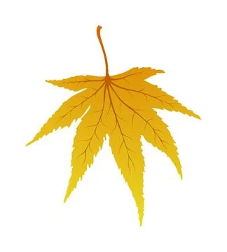 Maple Autumn Leaf Illustrazione stock