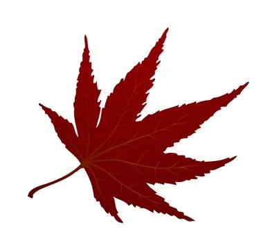 Maple Autumn Leaf 스톡 일러스트