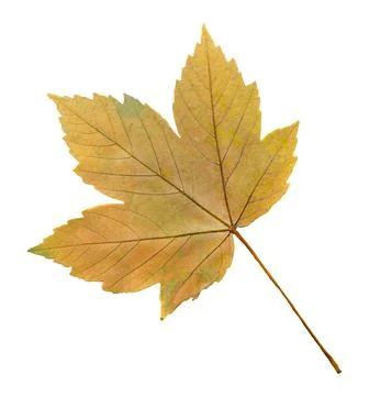 Maple autumn leaf isolated Foto stock