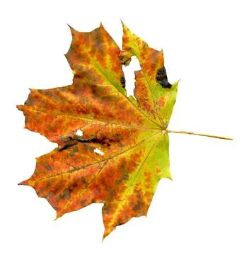 Maple autumn leaf isolated 스톡 사진