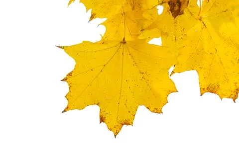 Maple autumn leaf isolated Stock Photos