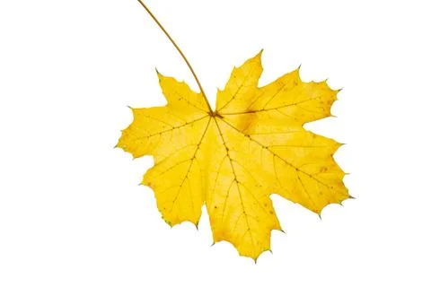 Maple autumn leaf isolated Stock Photos