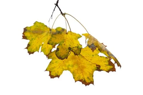 Maple autumn leaf isolated Stock Photos