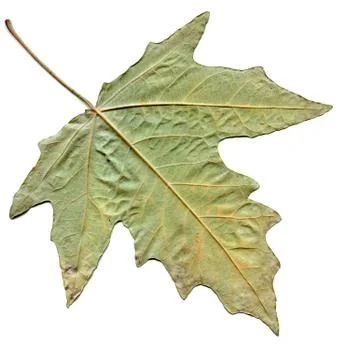 Maple autumn leaf isolated on white background Stock Photos