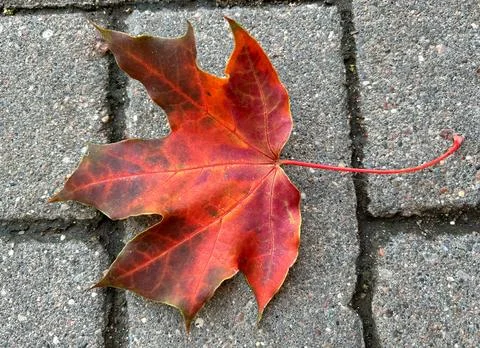 Maple autumn leaf lying on gray paving slabs 写真素材