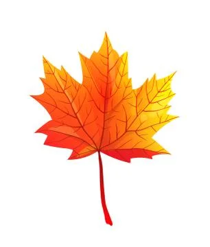 Maple Autumn leaf realistic flat vector illustration Stock Illustration