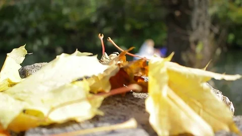 Maple autumn leaves Stock Footage 72863250