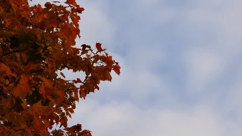 Maple Autumn Leaves In Forest On A Background The Blue Sky And White Clouds Time 스톡 동영상 81039454
