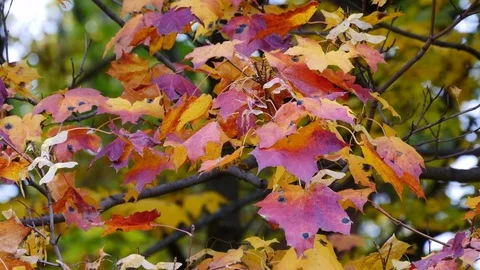 Maple Autumn Leaves In Forest Video stock 81189309