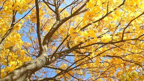Maple autumn leaves on sky background Stock-Footage 119562768