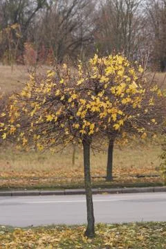 Maple in autumn. Stock-Fotos