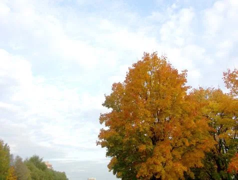 Maple at autumn Stock Photos