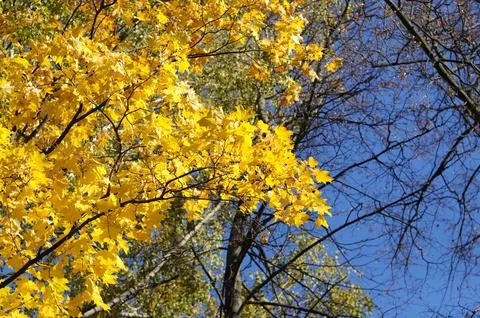 Maple autumn Stock Photos