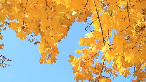 Maple autumn tree against the blue sky Video stock 95117219
