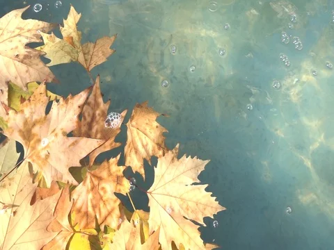 Maple autumn yellow leaves float Stock Footage 76948927