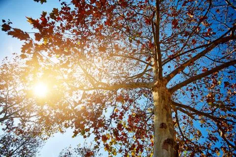 Maple on a background of blue sky and sun Stock Photos