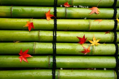 Maple on bamboo row Stock Photos