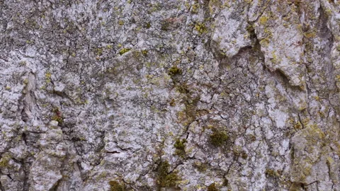 Maple bark close-up dolly Stock-Footage 152832154