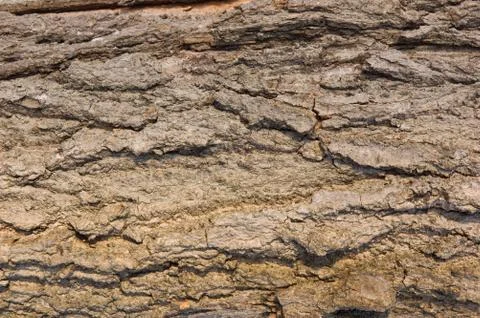 Maple bark Stock Photos