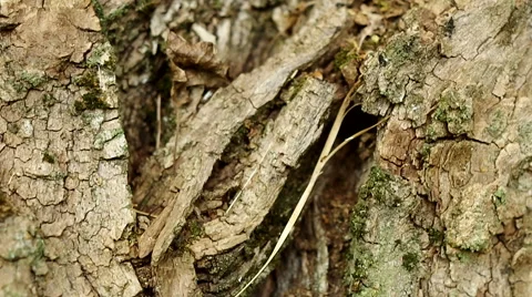 Maple bark surface Video stock 42418735