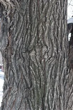 Maple Bark texture Stock Photos