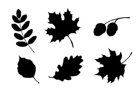 Maple, birch tree and oak leaves silhouette. Hand drawn fall illustrations set Illustrazione stock