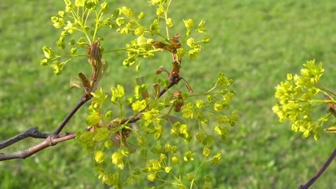 Maple blossom early spring green flower buds Stock Footage 89810385