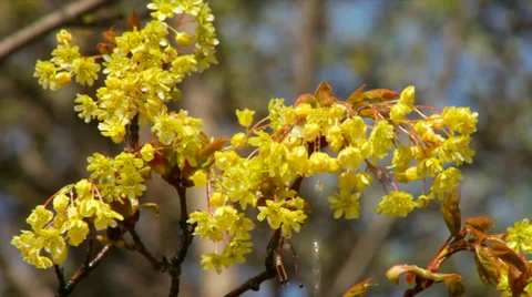 Maple blossom with tiny leaves, shaking in the water spray on blur background. Stock Footage 38613252